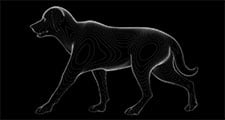 Immunité aux animaux de compagnie